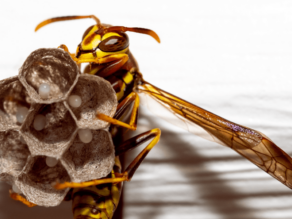 wasp next creation