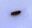 Larvae