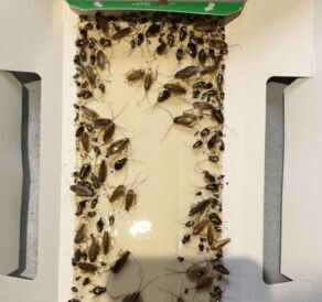 Cockroach Treatment Bristol