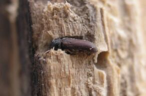 Woodworm Treatment Bristol