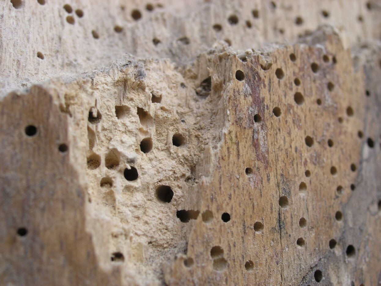 Woodworm Treatment PCA & BPCA Specialist Timber Treatments.