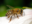 A honeybee is more golden in colour