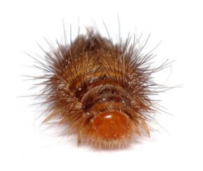 Carpet Beetle Larvae