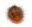 Carpet Beetle Larvae