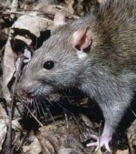 Rat Control