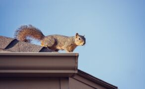 Roof Squirrel