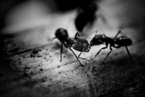 Ant Control Bristol