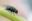 Flies Pest Control