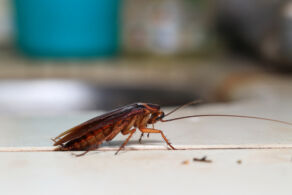 Cockroach treatment Bristol