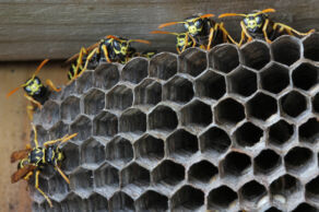 Wasp Colony