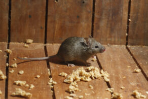 Mouse Control Bristol
