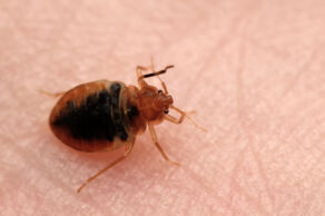 Bed bugs treatment WSM