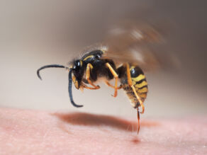 Wasp control Bristol