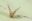 Carpet Moth