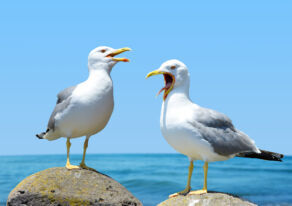 Pest Control for Birds