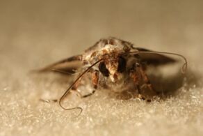 Moth damage