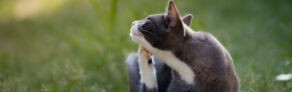 Flea Control Bristol