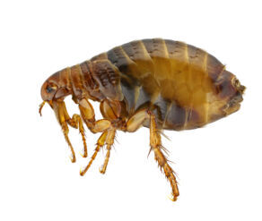 Flea Control Bristol