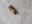 Moth damage