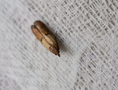 Moth damage