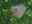 This is a picture of a wasp nest in a tree